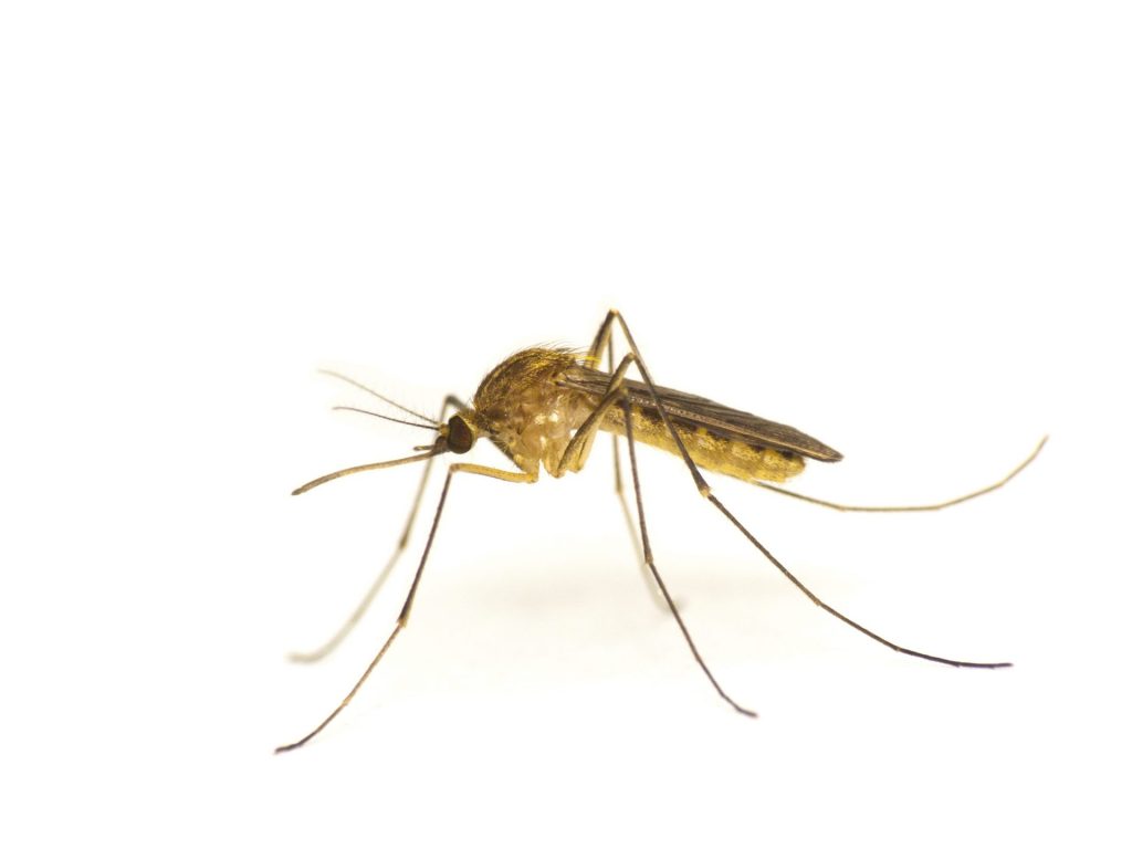 Depositphotos_10916308_xl-2015-scaled screen pation contractors in lake county can create decks that protect families from mosquitos
